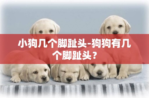 小狗幾個腳趾頭-狗狗有幾個腳趾頭？