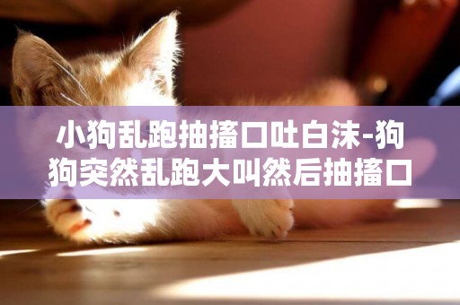 小狗亂跑抽搐口吐白沫-狗狗突然亂跑大叫然后抽搐口吐白沫什么原因