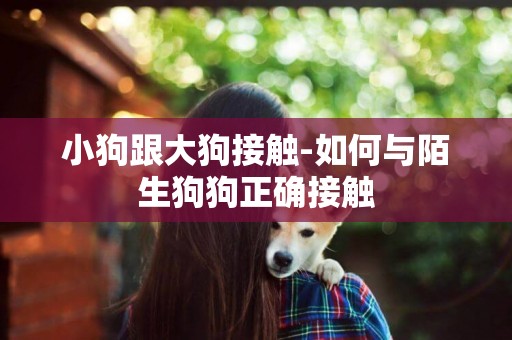 小狗跟大狗接觸-如何與陌生狗狗正確接觸