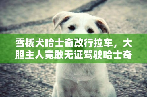 雪橇犬哈士奇改行拉車，大膽主人竟敢無證駕駛哈士奇 