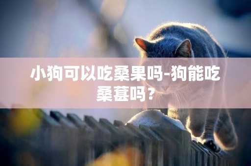 小狗可以吃桑果嗎-狗能吃桑葚嗎？