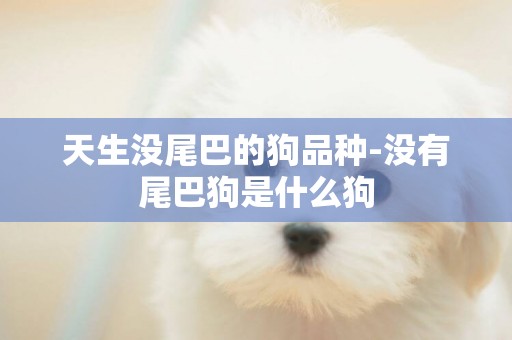 天生沒尾巴的狗品種-沒有尾巴狗是什么狗