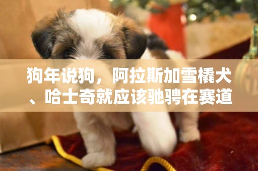 狗年說狗，阿拉斯加雪橇犬、哈士奇就應該馳騁在賽道而不是做寵物 