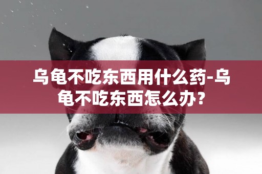 烏龜不吃東西用什么藥-烏龜不吃東西怎么辦？