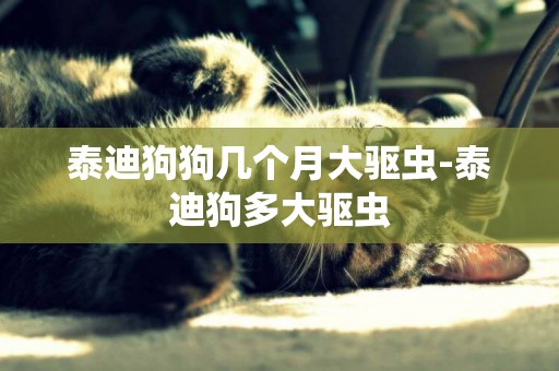 泰迪狗狗幾個月大驅蟲-泰迪狗多大驅蟲