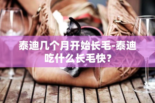 泰迪幾個月開始長毛-泰迪吃什么長毛快？