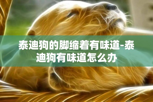 泰迪狗的腳縮著有味道-泰迪狗有味道怎么辦
