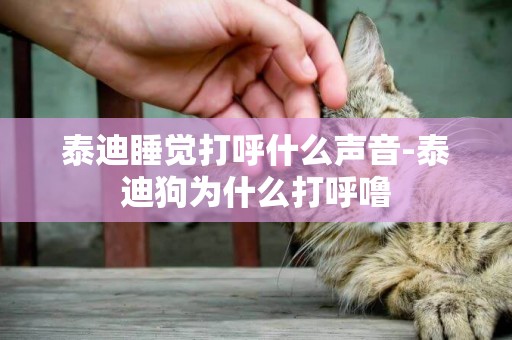 泰迪睡覺打呼什么聲音-泰迪狗為什么打呼嚕