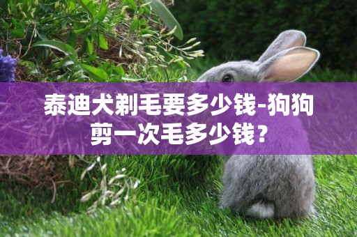 泰迪犬剃毛要多少錢-狗狗剪一次毛多少錢？