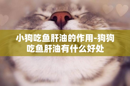 小狗吃魚肝油的作用-狗狗吃魚肝油有什么好處
