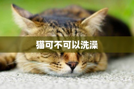 貓可不可以洗澡