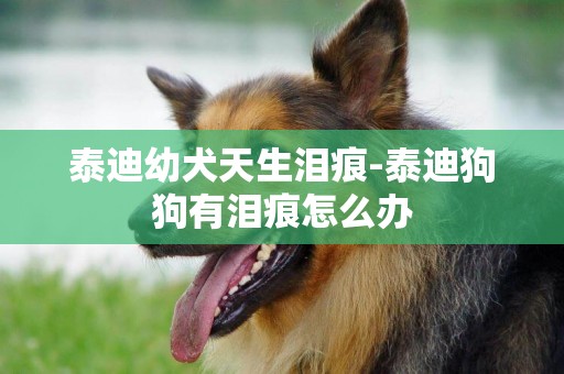 泰迪幼犬天生淚痕-泰迪狗狗有淚痕怎么辦