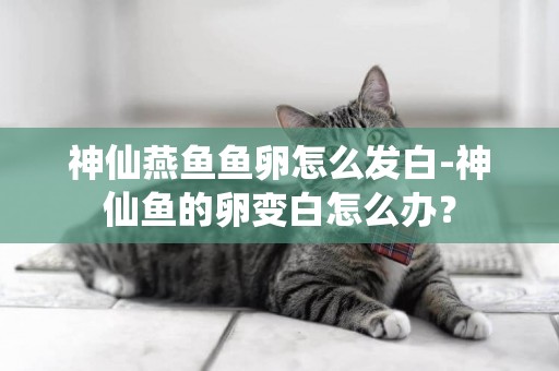神仙燕魚魚卵怎么發白-神仙魚的卵變白怎么辦？