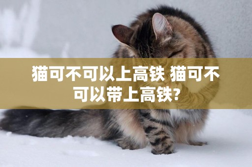 貓可不可以上高鐵 貓可不可以帶上高鐵?