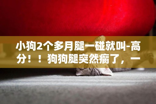 小狗2個多月腿一碰就叫-高分！！狗狗腿突然瘸了，一碰就叫的特慘，求救