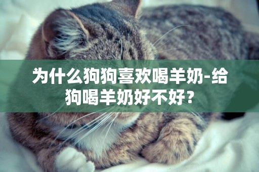 為什么狗狗喜歡喝羊奶-給狗喝羊奶好不好？