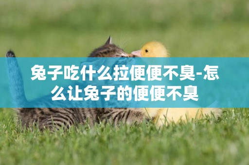 兔子吃什么拉便便不臭-怎么讓兔子的便便不臭