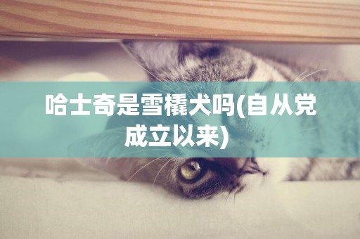 哈士奇是雪橇犬嗎(自從黨成立以來) 