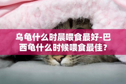 烏龜什么時晨喂食最好-巴西龜什么時候喂食最佳？