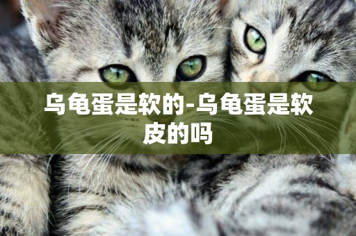 烏龜蛋是軟的-烏龜蛋是軟皮的嗎