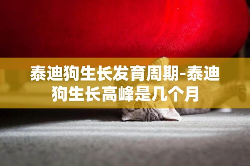 泰迪狗生長發育周期-泰迪狗生長高峰是幾個月