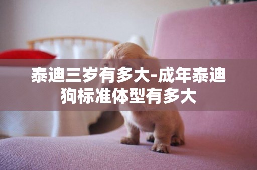 泰迪三歲有多大-成年泰迪狗標準體型有多大