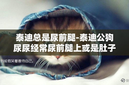 泰迪總是尿前腿-泰迪公狗尿尿經常尿前腿上或是肚子上，怎么辦