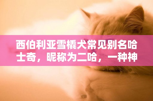 西伯利亞雪橇犬常見別名哈士奇，昵稱為二哈，一種神經質的犬 