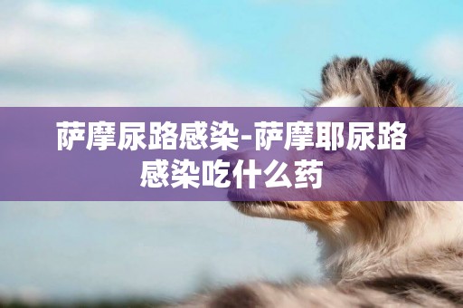 薩摩尿路感染-薩摩耶尿路感染吃什么藥
