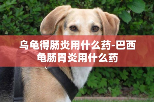 烏龜得腸炎用什么藥-巴西龜腸胃炎用什么藥