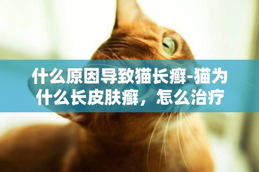 什么原因導致貓長癬-貓為什么長皮膚癬，怎么治療
