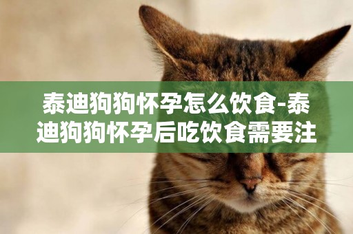 泰迪狗狗懷孕怎么飲食-泰迪狗狗懷孕后吃飲食需要注意些什么