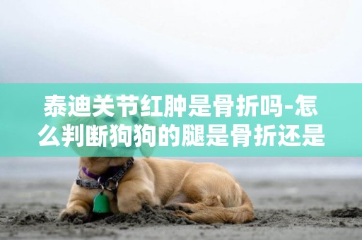 泰迪關節紅腫是骨折嗎-怎么判斷狗狗的腿是骨折還是拉傷了？