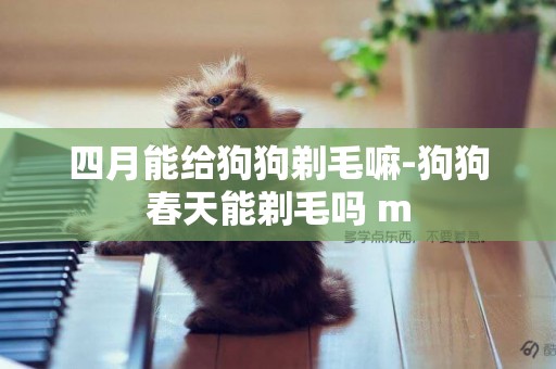 四月能給狗狗剃毛嘛-狗狗春天能剃毛嗎 m