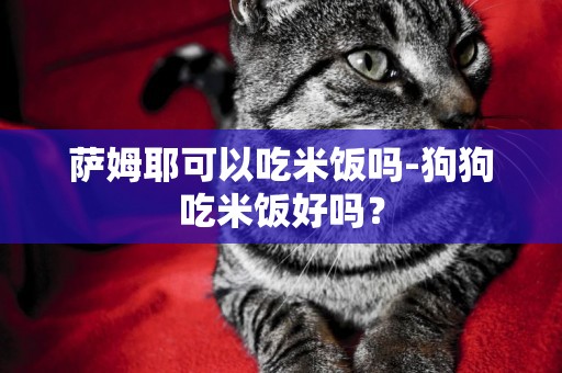 薩姆耶可以吃米飯嗎-狗狗吃米飯好嗎？