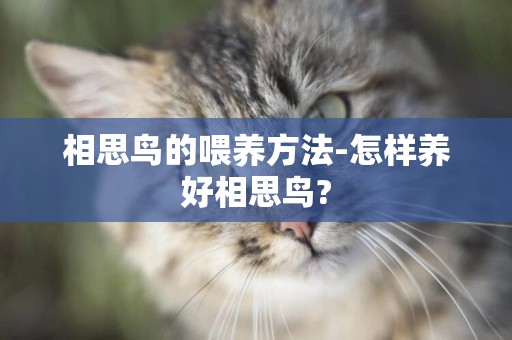 相思鳥的喂養方法-怎樣養好相思鳥?