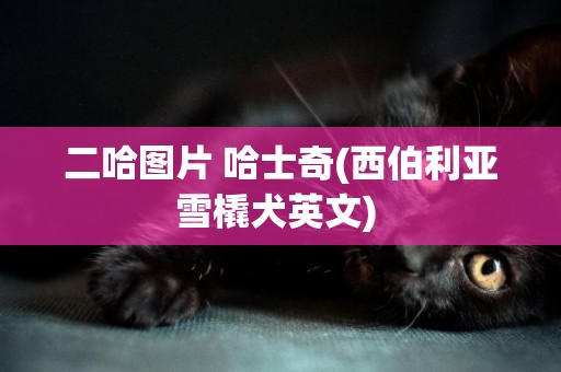 二哈圖片 哈士奇(西伯利亞雪橇犬英文) 
