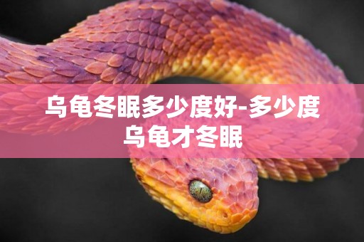 烏龜冬眠多少度好-多少度烏龜才冬眠