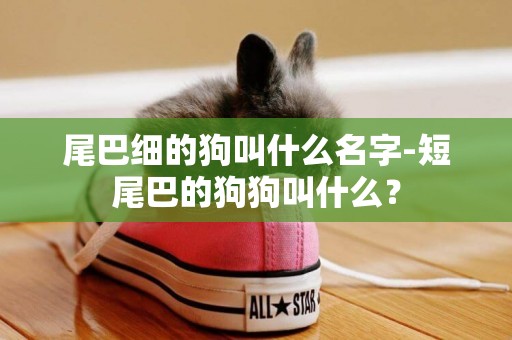尾巴細的狗叫什么名字-短尾巴的狗狗叫什么？