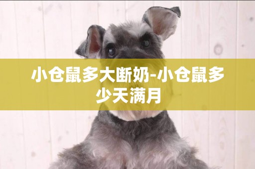 小倉鼠多大斷奶-小倉鼠多少天滿月