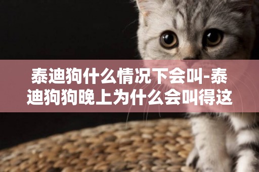 泰迪狗什么情況下會叫-泰迪狗狗晚上為什么會叫得這么厲害