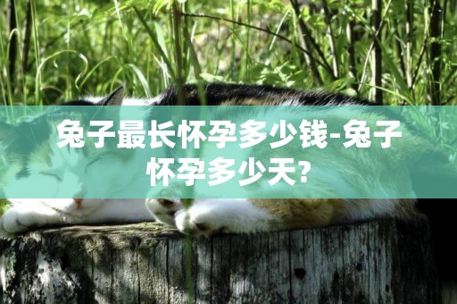 兔子最長懷孕多少錢-兔子懷孕多少天?