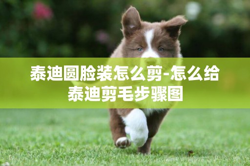 泰迪圓臉裝怎么剪-怎么給泰迪剪毛步驟圖