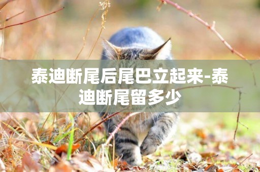 泰迪斷尾后尾巴立起來-泰迪斷尾留多少