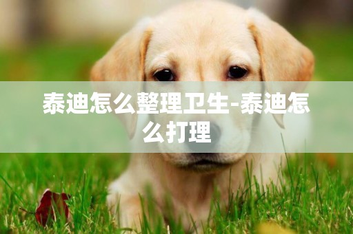 泰迪怎么整理衛生-泰迪怎么打理