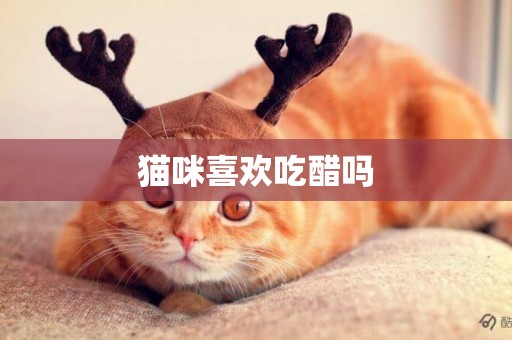貓咪喜歡吃醋嗎
