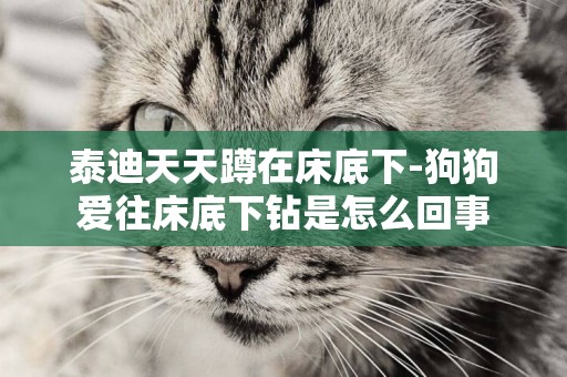 泰迪天天蹲在床底下-狗狗愛往床底下鉆是怎么回事