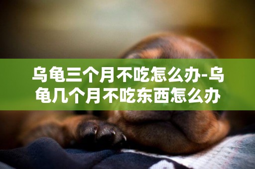 烏龜三個月不吃怎么辦-烏龜幾個月不吃東西怎么辦