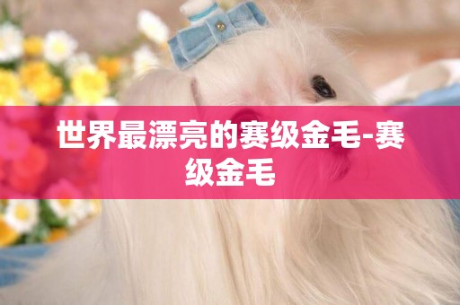 世界最漂亮的賽級金毛-賽級金毛