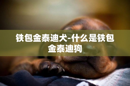 鐵包金泰迪犬-什么是鐵包金泰迪狗